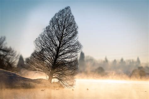 Frost Heave and How to Protect your Trees from Winter Damages | Hentges ...