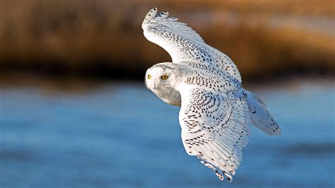 Hold Onto Your Bins: Another Blizzard of Snowy Owls Could Be Coming ...