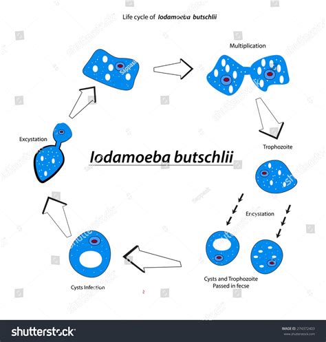 Iodamoeba Butschlii Life Cycle