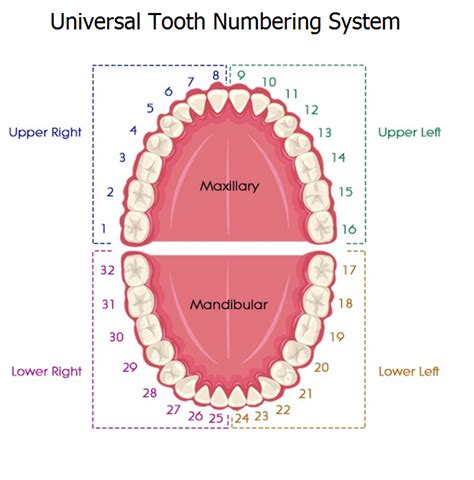 Dental Numbering Systems | Dental assistant study, Dentistry, Dental