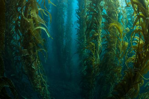 Seaweeds shelter calcifying marine life from acidifying oceans ...