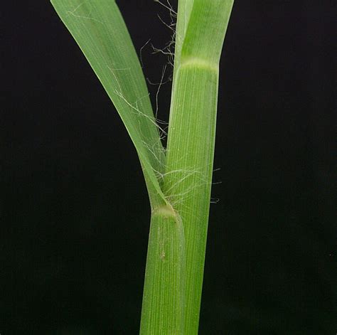 Yellow Foxtail | Weed identification guide for Ontario crops | ontario.ca