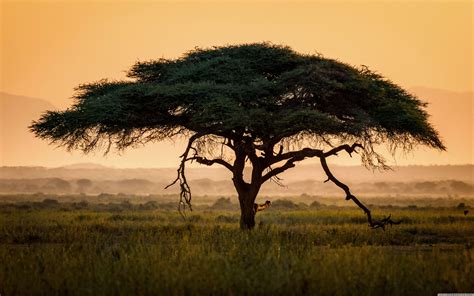 20 Incomparable african art desktop wallpaper You Can Get It free ...