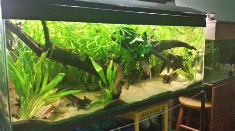 Axolotl Aquarium Requirements - dunkler sand aquarium