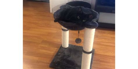 Amazon Basics Cat Condo Tree With Hammock Reviews - Paw of Approval ...