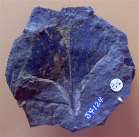 Louisville Fossils and Beyond: Ginkgo biloba Fossil