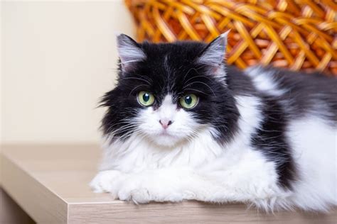 Short & Long-Hair Black & White Cat Breeds | Great Pet Care