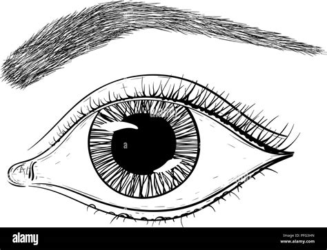 Anatomy Of Human Eye Hand Draw Vintage Clip Art Isolated On White ...