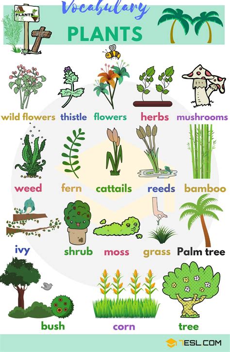 Flowering Plants Examples With Names - Garden Plant