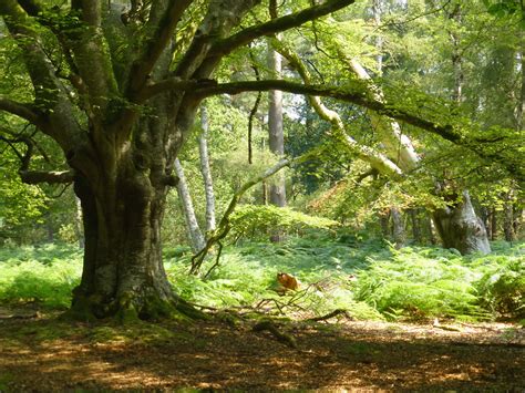 Elevation of New Forest National Park, Lyndhurst, Hampshire SO43, UK ...