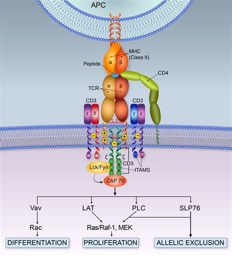 TCR-CD3 complex-mediated intracellular signaling. | Medical laboratory ...