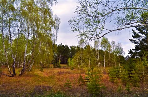 Spring Forest Free Stock Photo - Public Domain Pictures