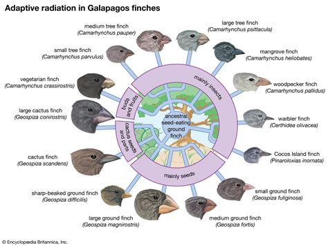 Speciation | Causes, Process, & Types | Britannica