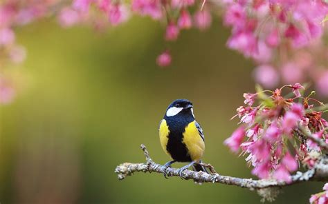 Wallpaper Flowers And Birds