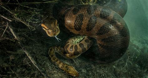 Female Anaconda Strangles And Possibly Eats Male After Mating