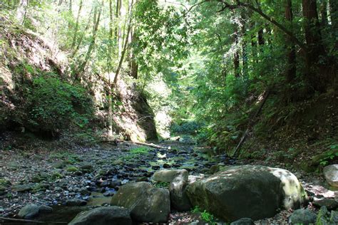 Eye On The View: Forest of Nisene Mark Park - Aptos Creek