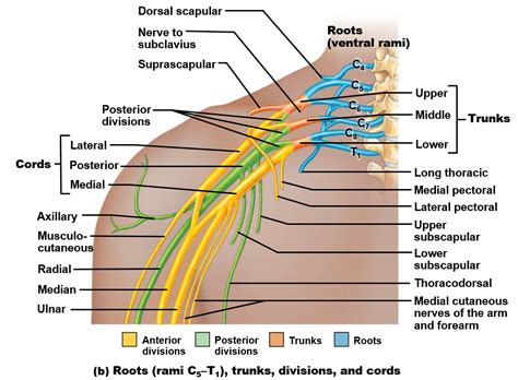 Neves and Vasculature of the Upper Extremity – Virtual Human Anatomy ...