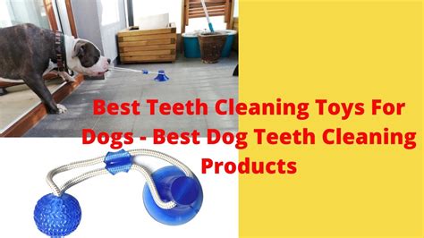 Best Teeth Cleaning Toys For Dogs - Best Dog Teeth Cleaning Products ...