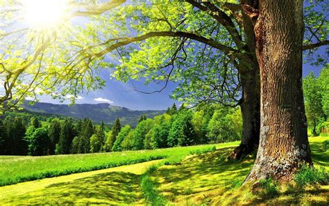 the sun shines brightly behind a tree in a green field with grass and trees