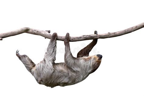 Cute Two-toed Sloth Hanging on Tree Branch Isolated on White Background ...