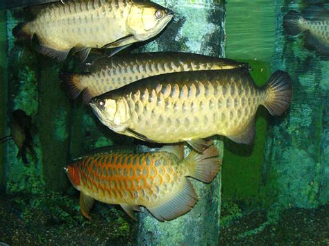 The Online Zoo - Asian Arowana