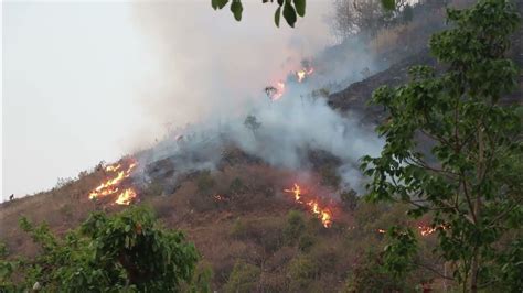 Forest fires । wildfire । The fire destroyed the forest । डढेलाे - YouTube