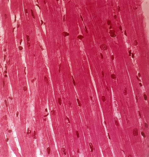 Cardiac Muscle Tissue - Stock Image - C044/8623 - Science Photo Library