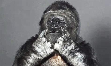 In Under One Minute, Koko the Gorilla Explains Something We All Need to ...