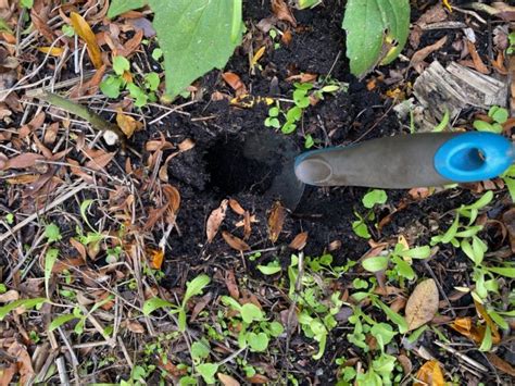 7 Tools to Make Bulb Planting a Breeze (+ One You Don't Need)