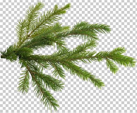 Pine Tree Branch Fir PNG, Clipart, Branch, Christmas Ornament ...