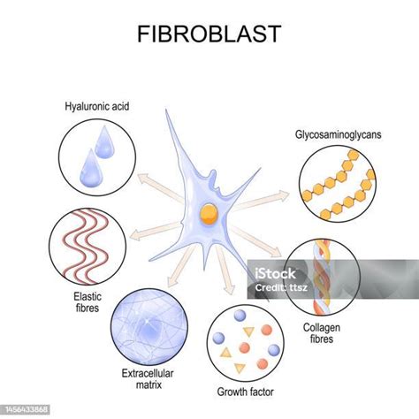 Fibroblast Cell Structure And Function Stock Illustration - Download ...