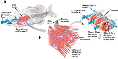 Figure 1.2 from Quantitative analysis of the fine structure of the fish ...