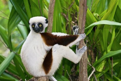 Coquerel's Sifaka Lemur Photograph by Philippe Psaila/science Photo Library