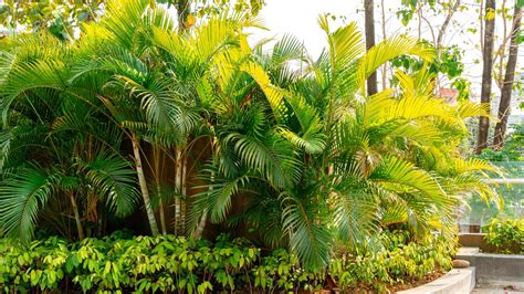 Check Out the Areca Palm Tree - Plant Havenn