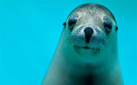 1920x1080 resolution | sea lion HD wallpaper | Wallpaper Flare