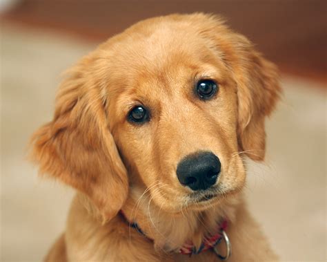 🔥 [50+] Cute Golden Retriever Puppies Wallpapers | WallpaperSafari