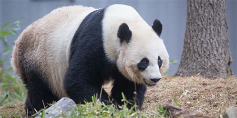 About | Smithsonian's National Zoo