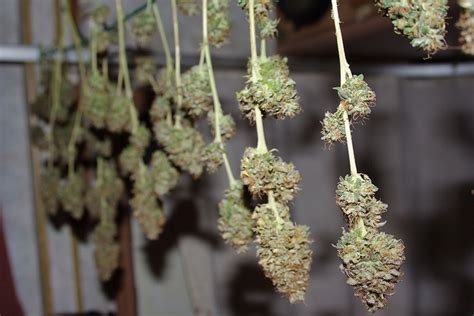 The Best Ways For Drying Cannabis | Green CulturED eLearning Solutions