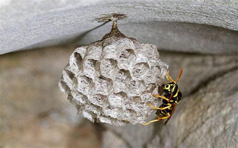 How And When To Control Paper Wasps, 47% OFF