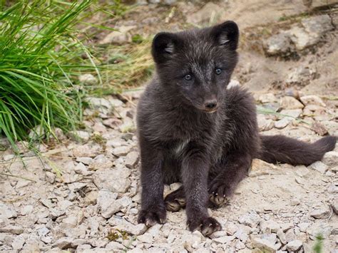 Arctic fox cub by Stephen Miller on YouPic