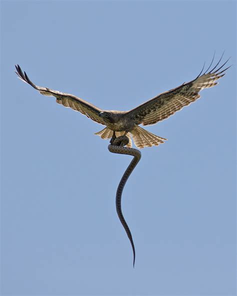 Peregrine Falcon Hunting Rabbit - Viewing Gallery