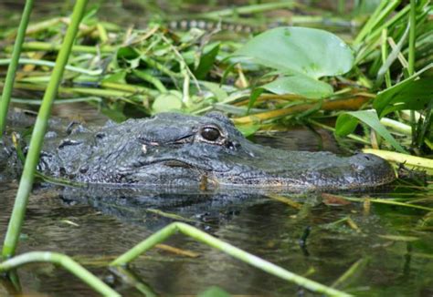 Suwannee River State Park | Florida State Parks