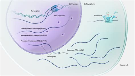 17 Extraordinary Facts About Gene Expression - Facts.net