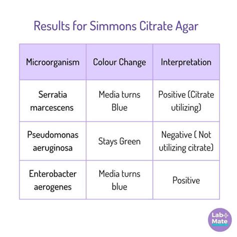 Simmons Citrate Agar: A Comprehensive Guide to Its Composition, Uses ...