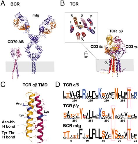 T Cell And B Cell Antigen Receptors Share A Conserved Core, 42% OFF