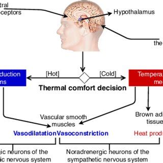 A simplified human thermoregulation -the hypothalamus checks the body's ...