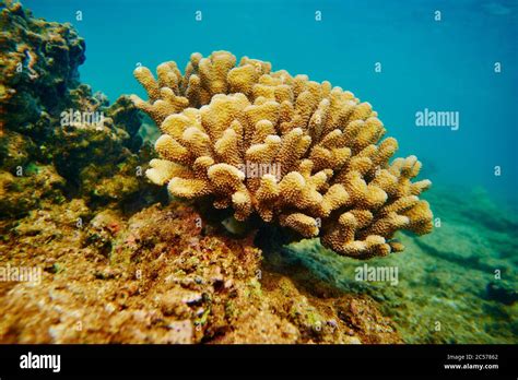 Colorful coral reef, Coral Sea, Hanauma Bay, Hawaiian Island of Oahu ...