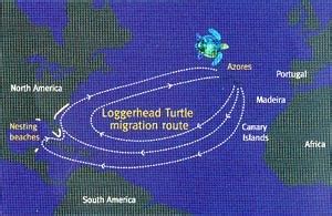 (TB38XEE) The Travel Turtle Geocoin - Leo the Loggerhead Turtle Migration