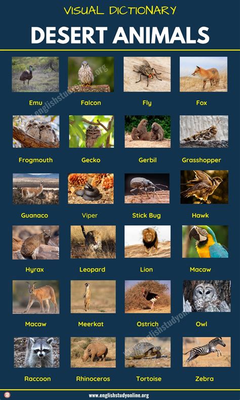 Desert animals list of 60 animals that live in the desert with examples ...