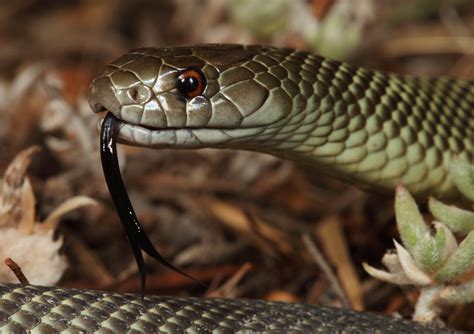 Mulga Snake - The Australian Museum